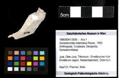 Foto (Objekt + Etiketten) von Goniodromites bidentatus (Reuss, 1859) 